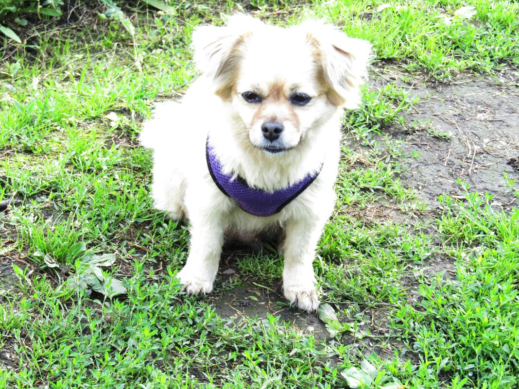 - Чтобы такого сделать плохого... - Galaelina ***