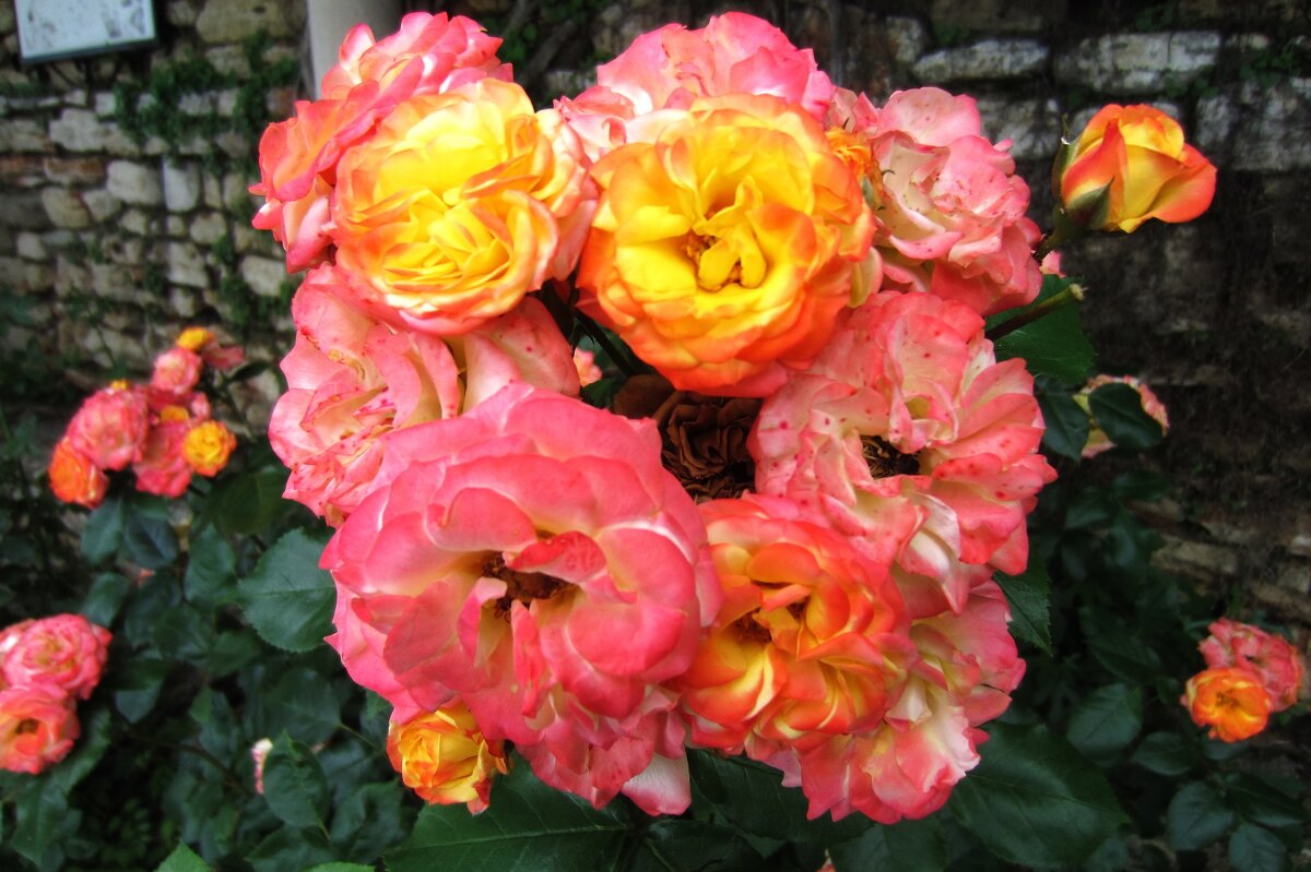 Бесконечные розы - Натали 