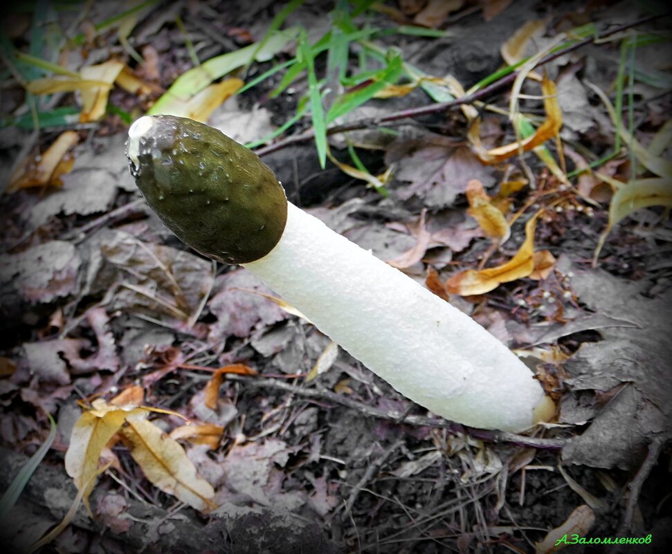 Срамной гриб веселка... :-) - Андрей Заломленков