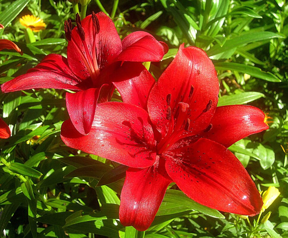 Ли... - Елена Семигина