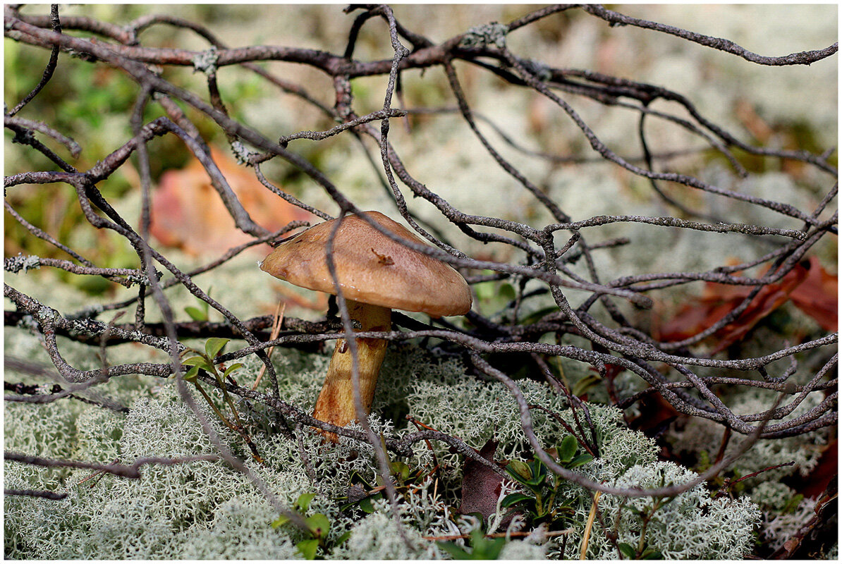 От тихой охоты ! - Aleksandr Gal