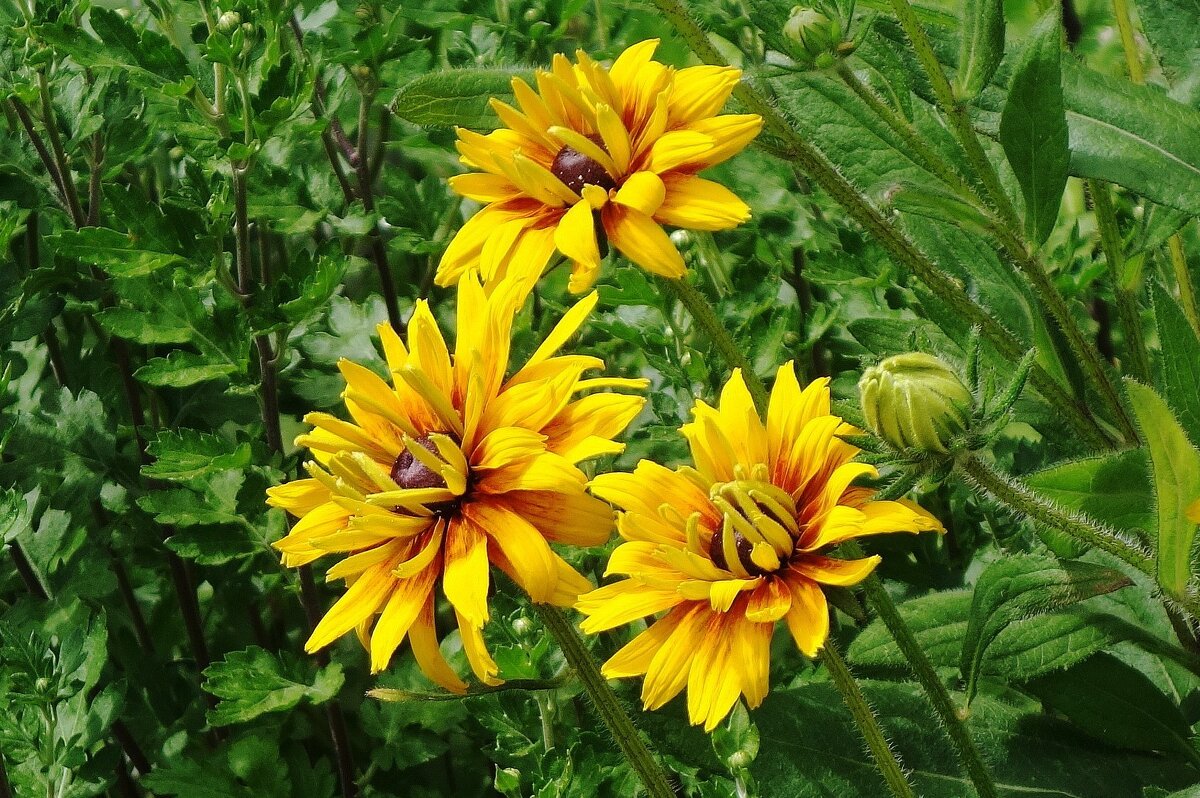 Рудбекия - Рита Симонова