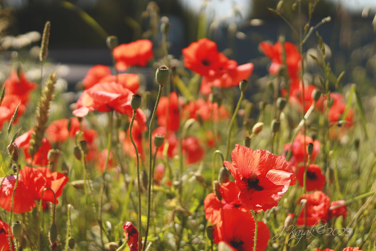 *** - Елена Kазак (selena1965)