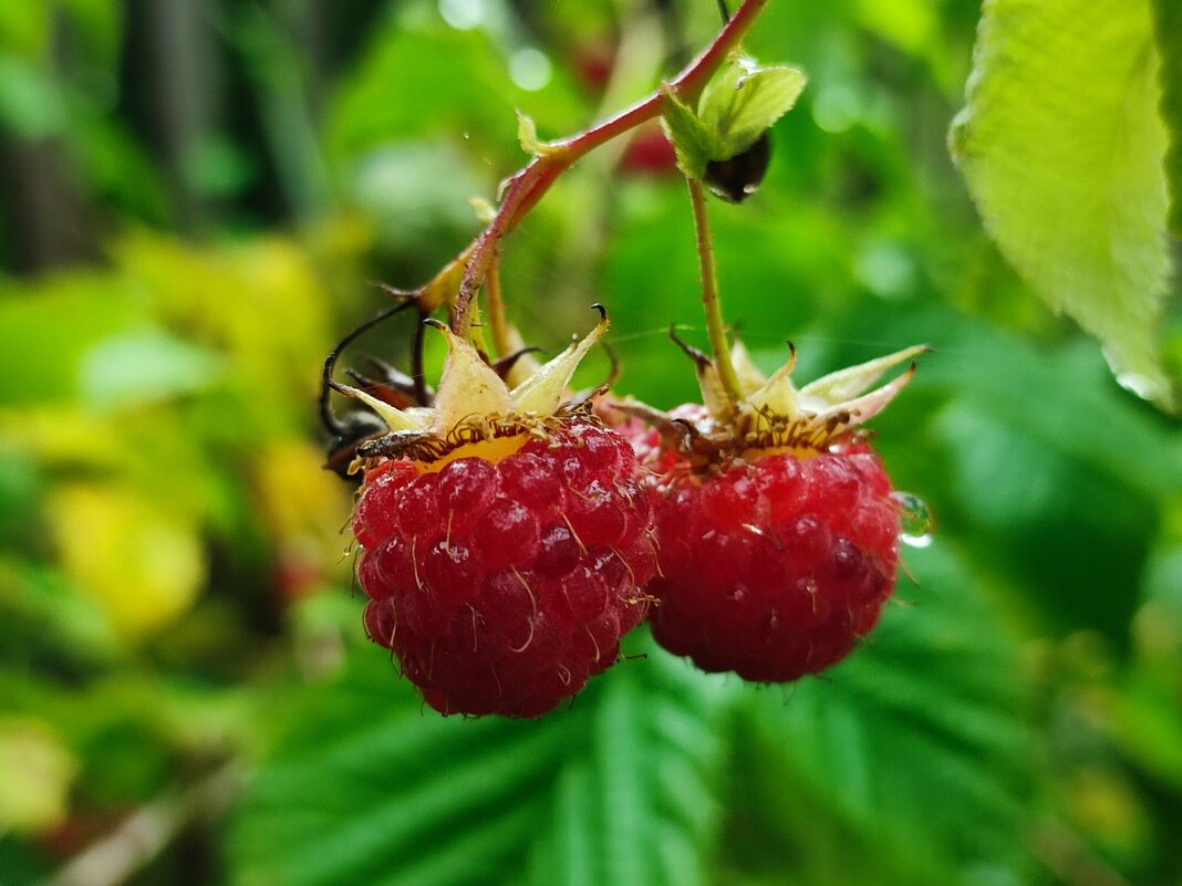 Под дождём - Валентина Богатко 