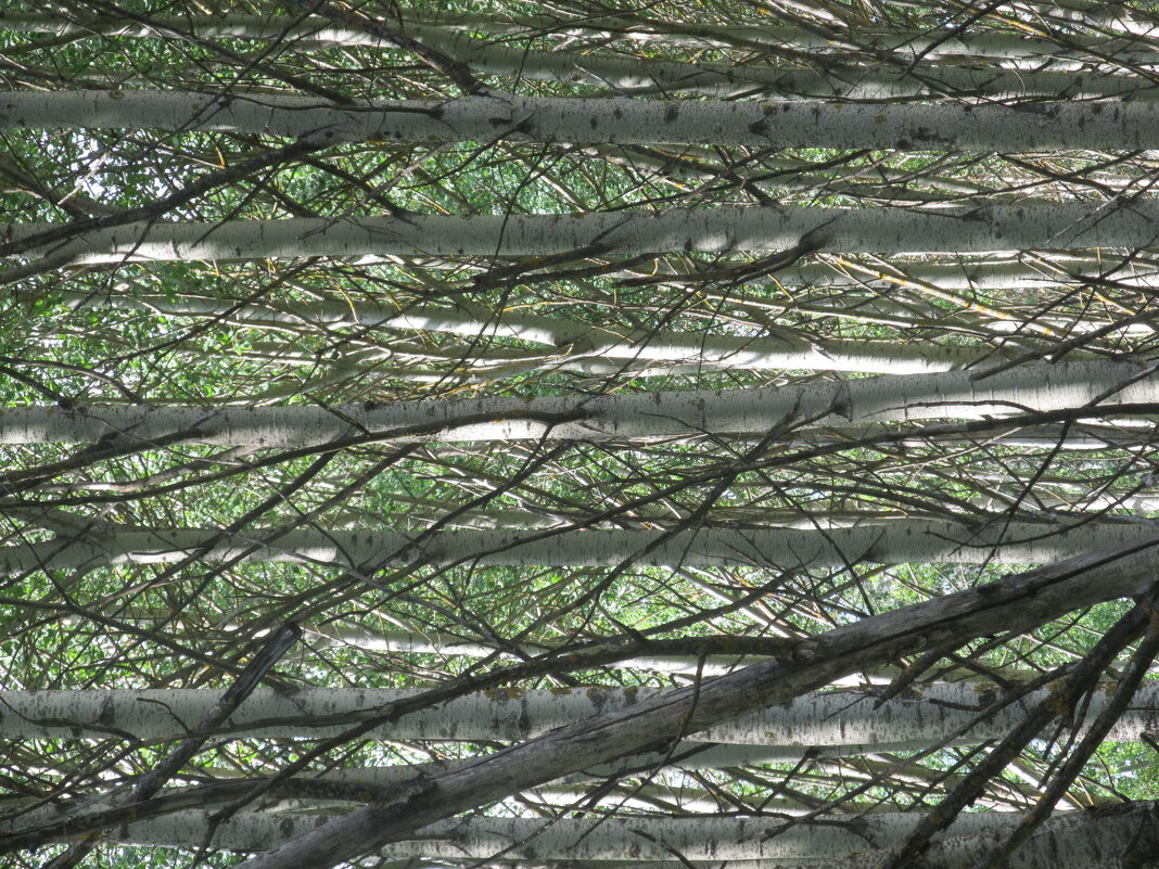 про лес - Елена Шаламова