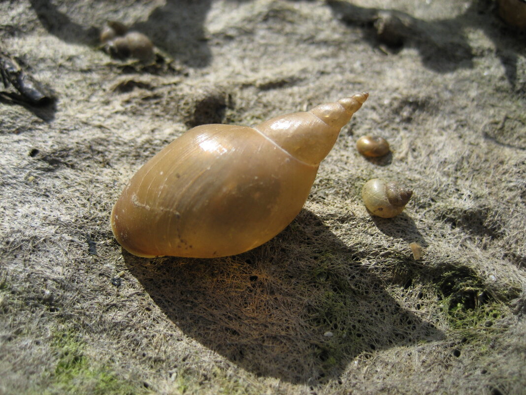 Ракушка прудовика - Anna Ivanova