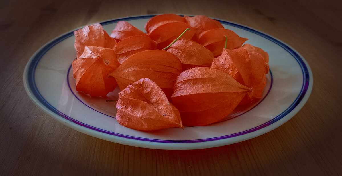 Физалис. - Лилия *