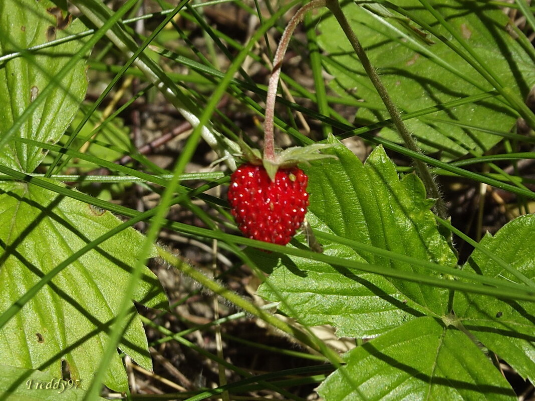 Лесная земляничка - Freddy 97