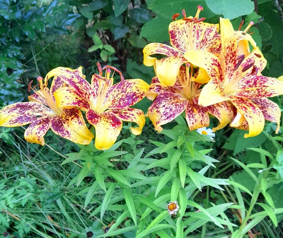 Лилии с клумбы . - Мила Бовкун