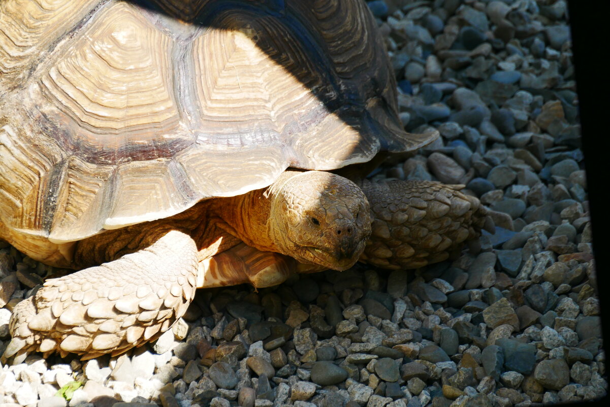 Облик черепахи из японского сада. - Alexey YakovLev