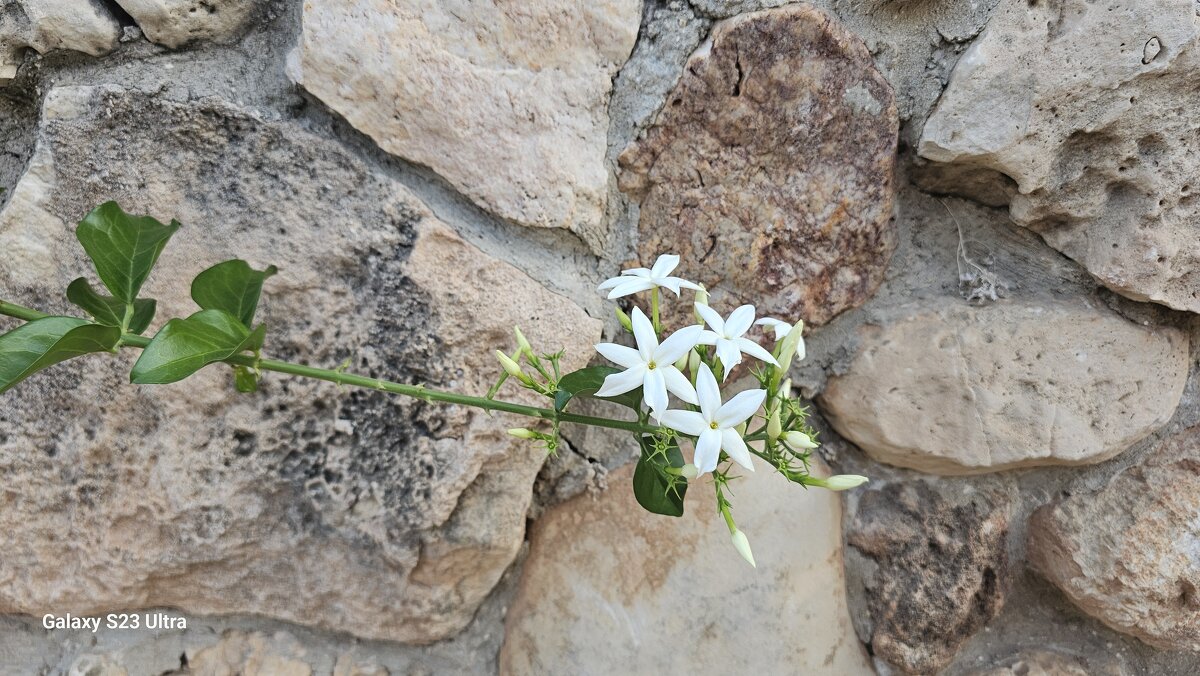 Цветы на камне - Аркадий Басович