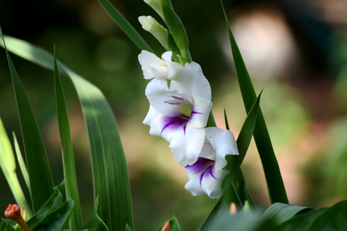 Гладиолус** - Татьяна Евдокимова