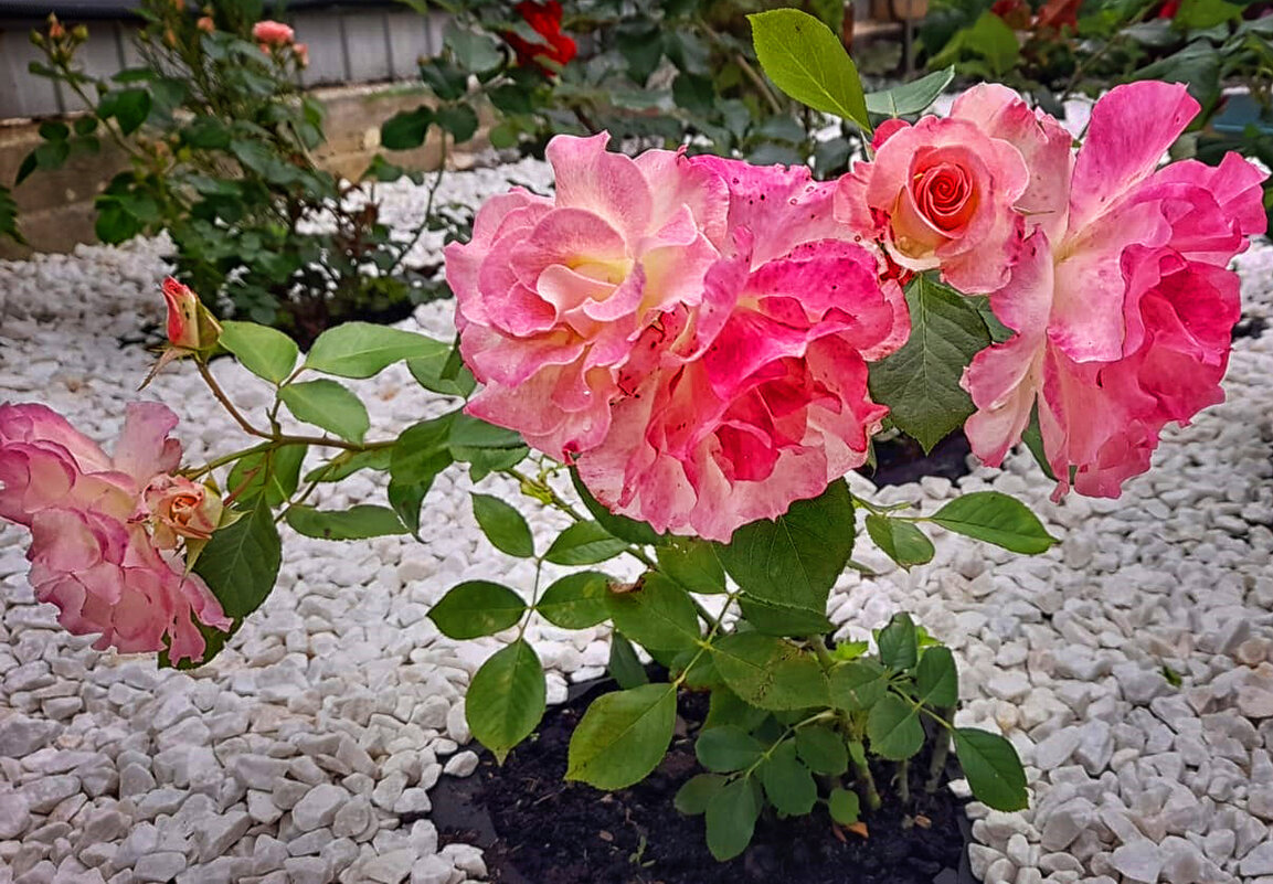 ... - Наталья 