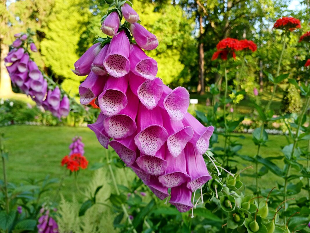 Наперстянка. - Лия ☼