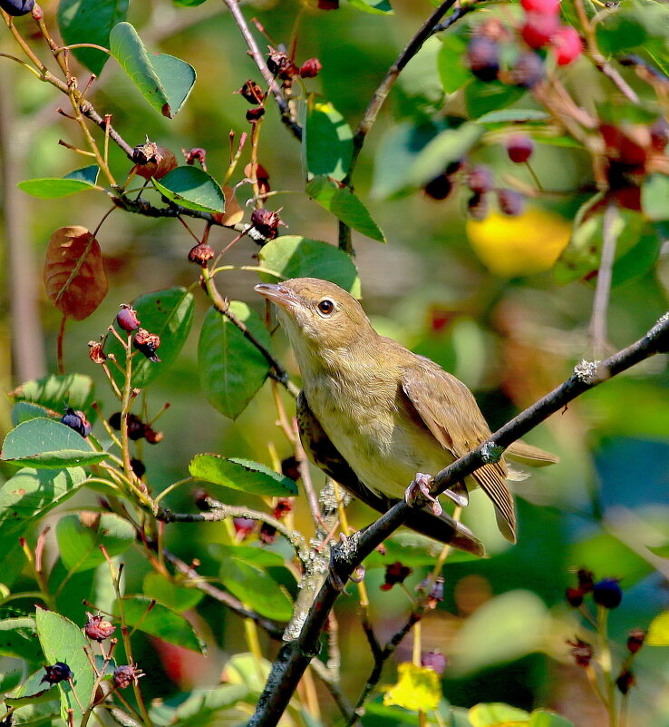 Славка садовая ( лат. Silvia bortin ) - Andrey Bragin Славка садовая ( лат. Silvia bortin ) - Andrey Bragin