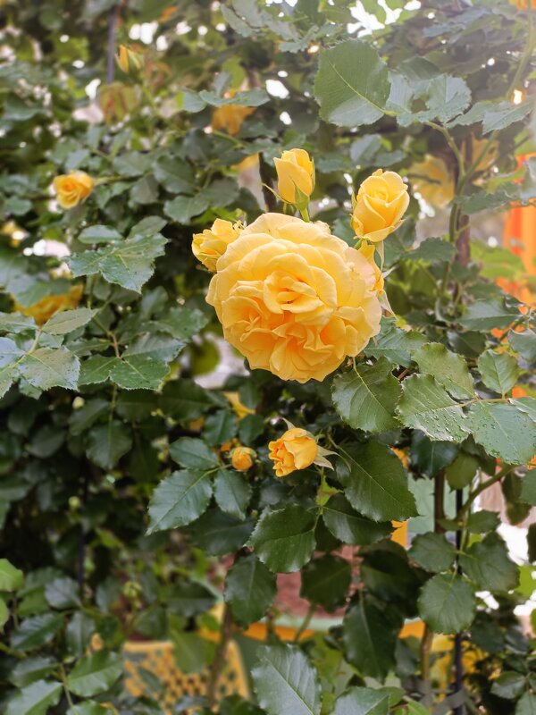 город-сад - Галина R...