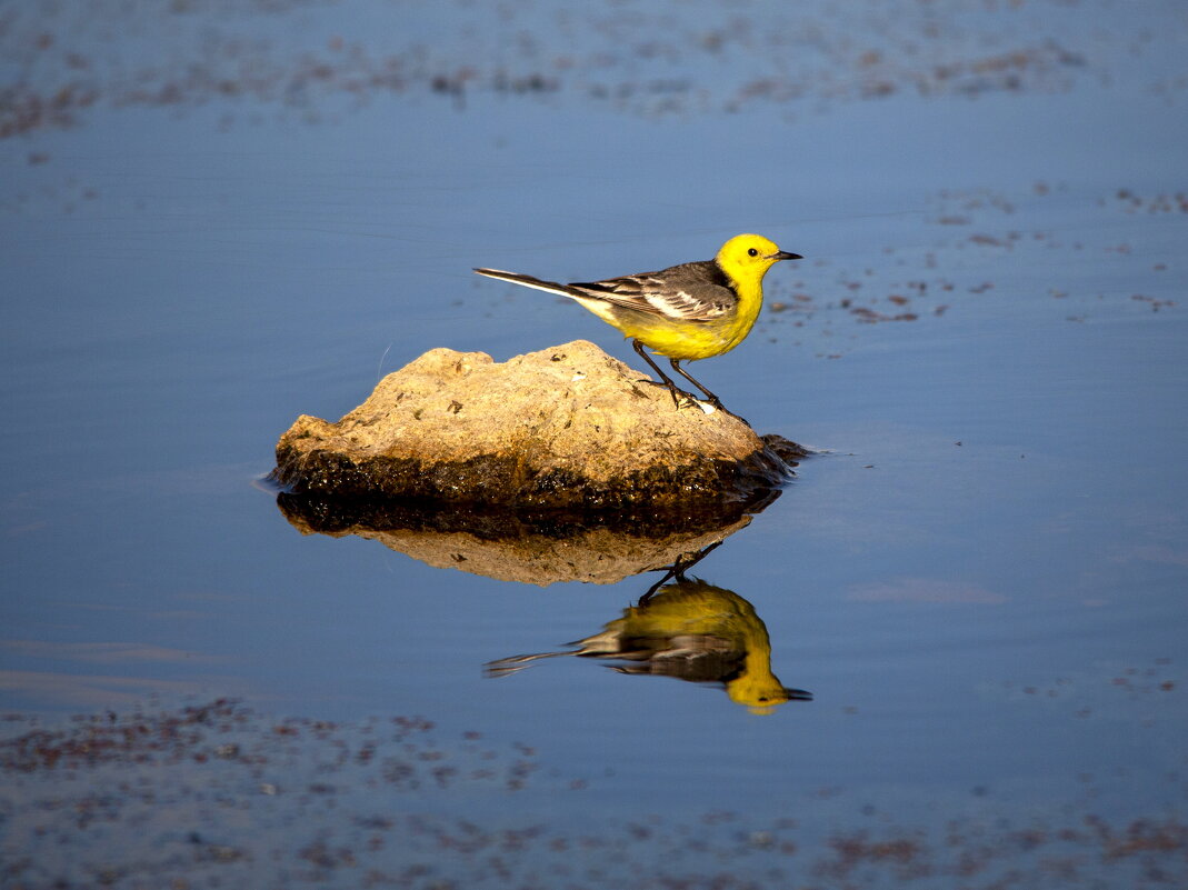 Желтоголовая трясогузка - Barguzin_45 Иваныч