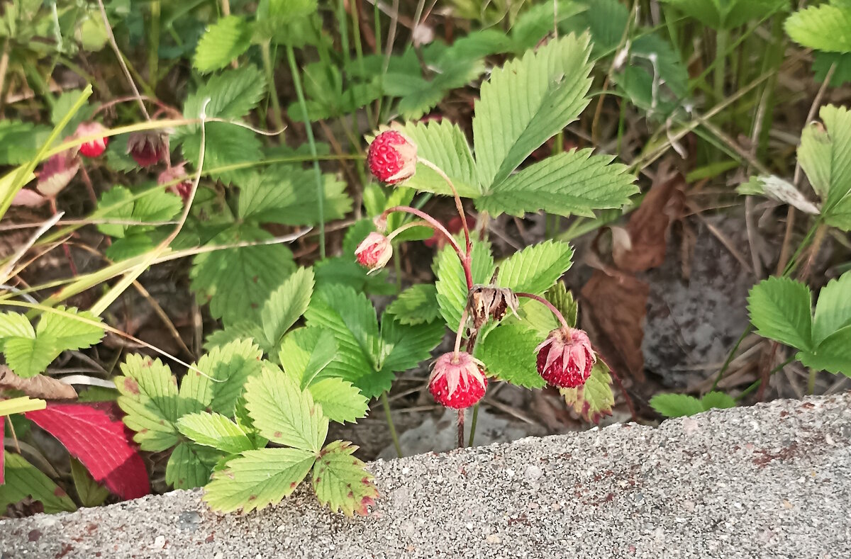 земляника. - Вячеслав. Синицын