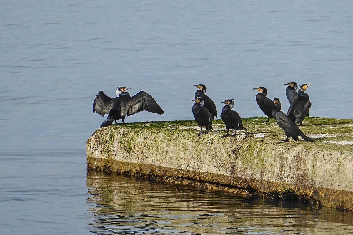 Баклан - Олег Иванов