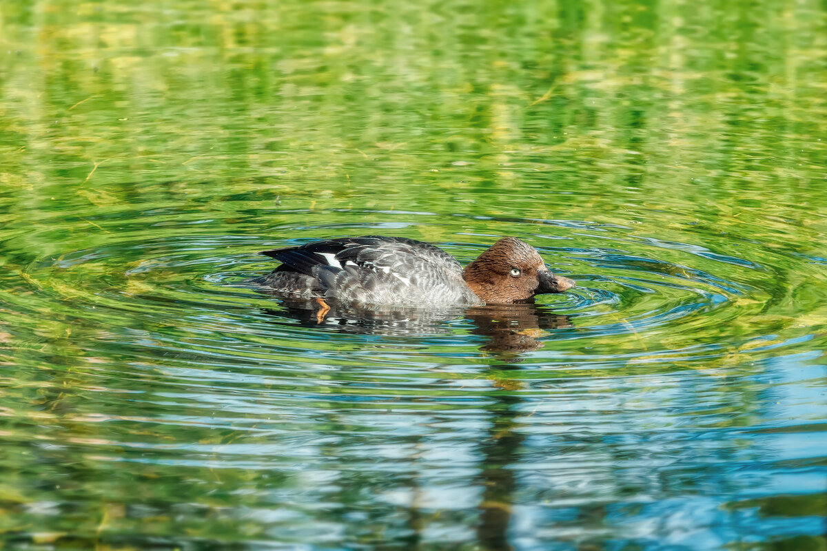 Гоголь - Владимир Колесников Гоголь - Владимир Колесников