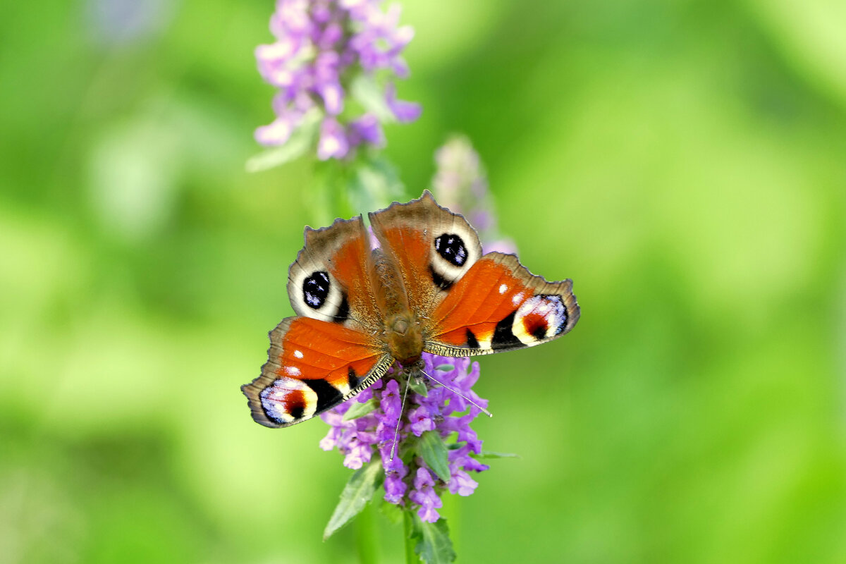 из вчерашней съёмки 4 - Александр Прокудин из вчерашней съёмки 4 - Александр Прокудин