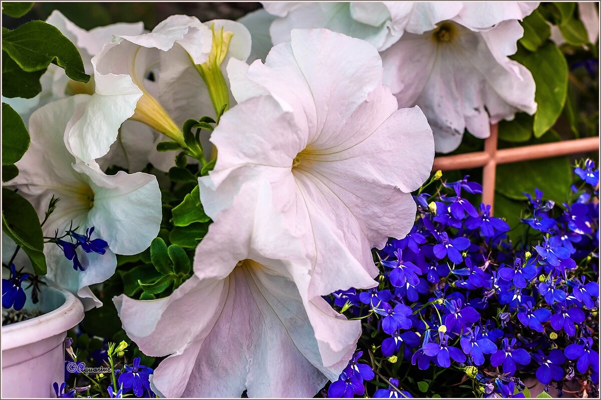 Про лето и цветы.... - Aquarius - Сергей