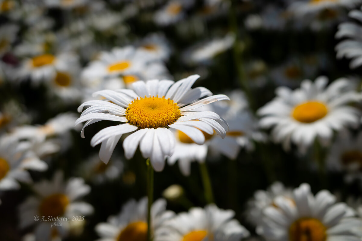 Ромашки луговые - Александр Синдерёв