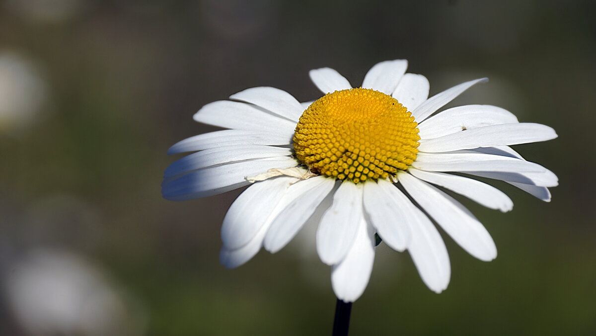ромашка - Ольга Cоломатина ромашка - Ольга Cоломатина