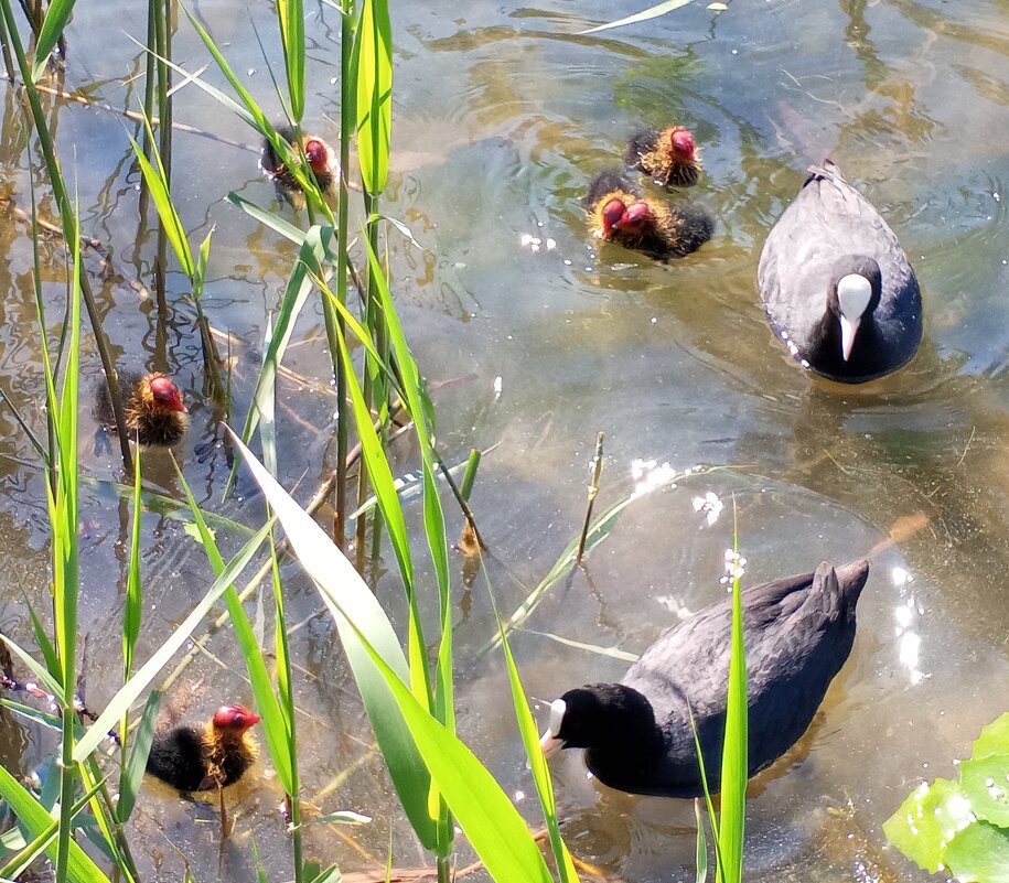 Лысухи - Сапсан 