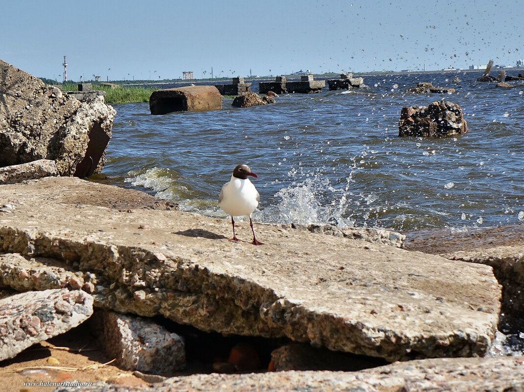 Чайки форта Риф - Игорь Корф