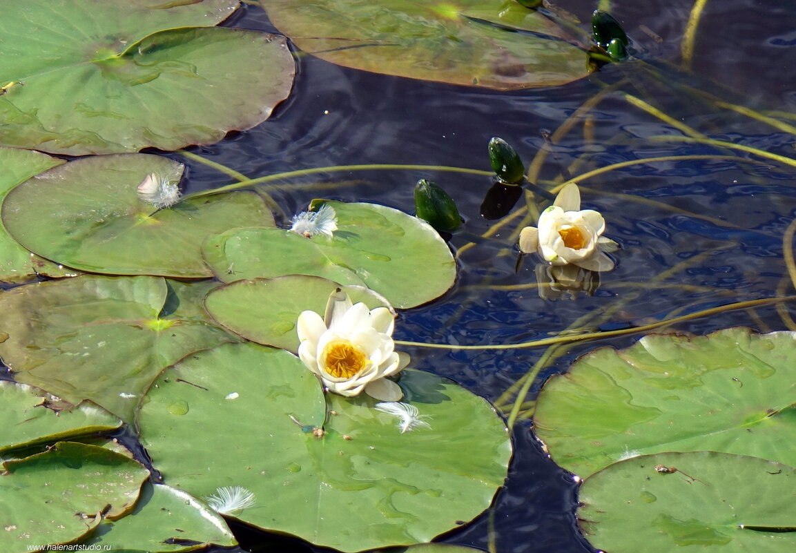 Кувшинки - Игорь Корф