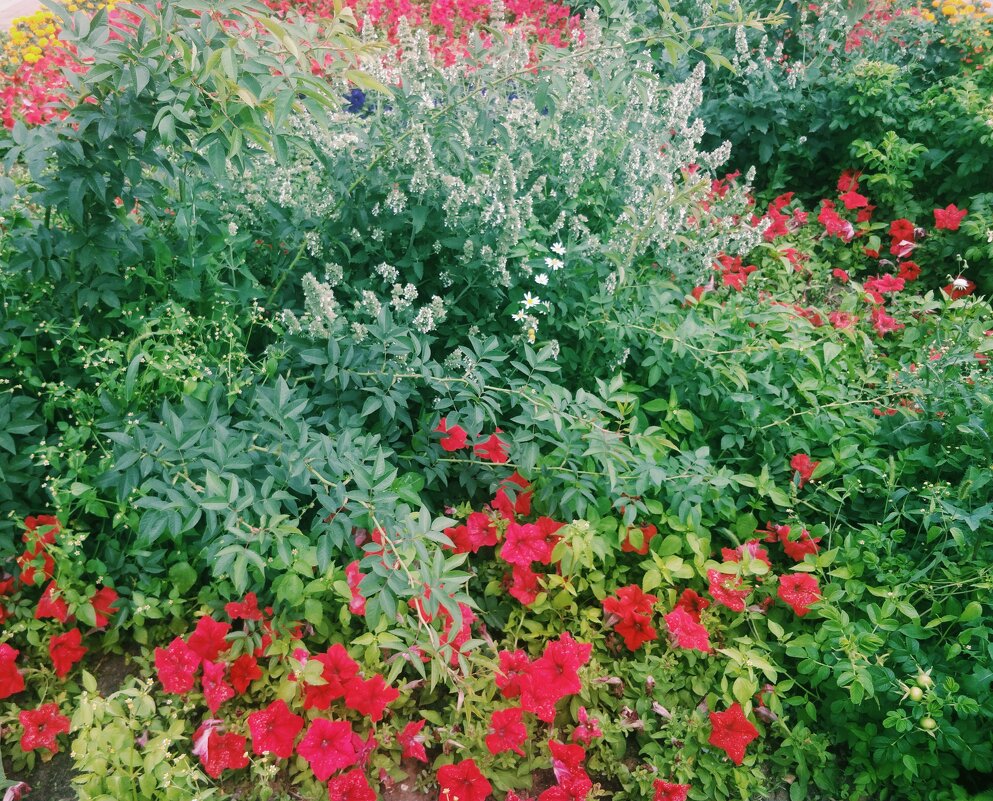 Городские цветы - Андрей Хлопонин