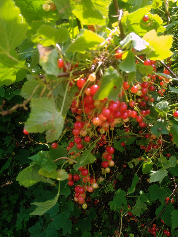 Красная смородина - Сергей Кочнев