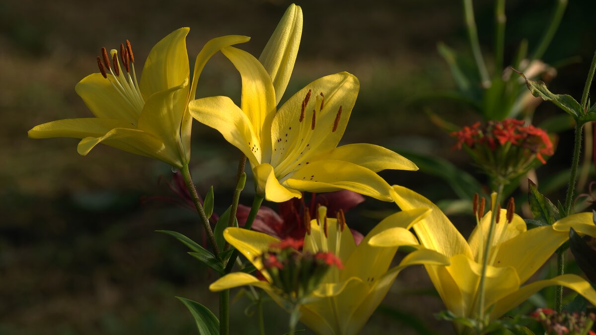 Желтые лилии. - Вадим Басов