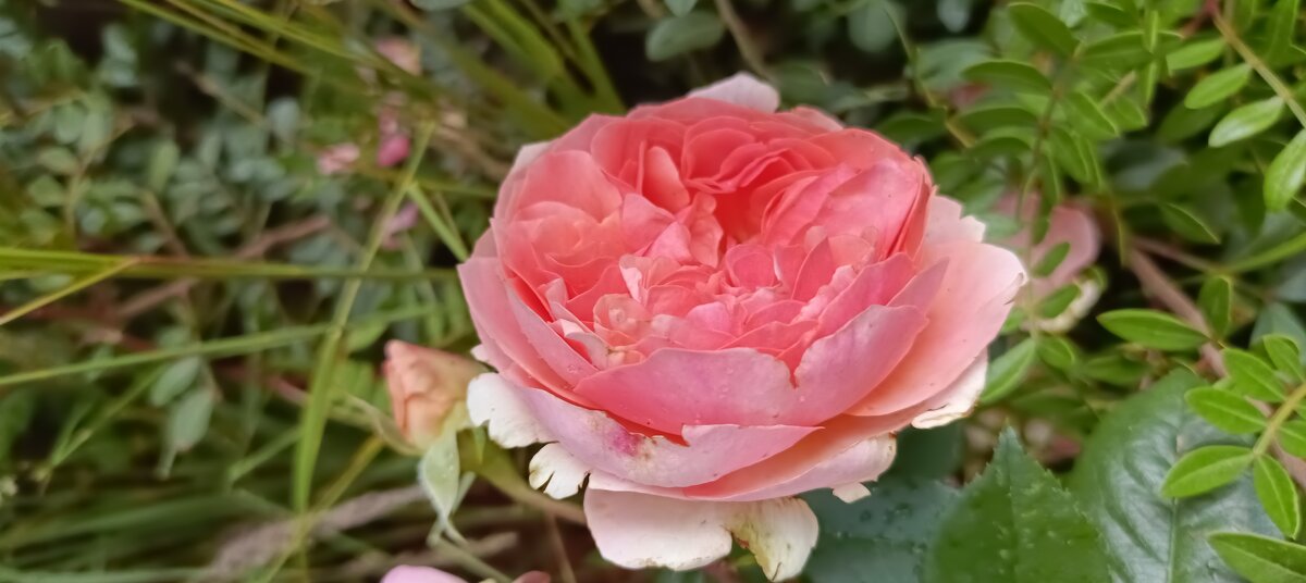 городские цветы - Галина R...