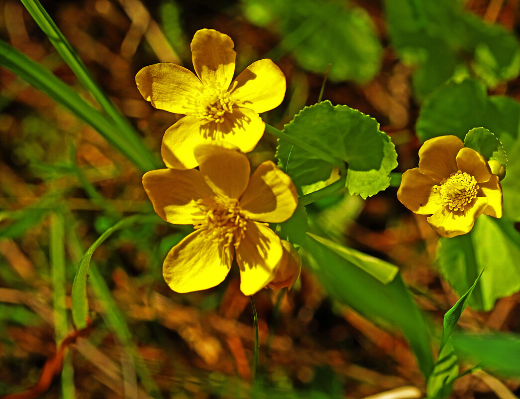 Июнь...Золото цветков калужницы болотной! - Владимир 