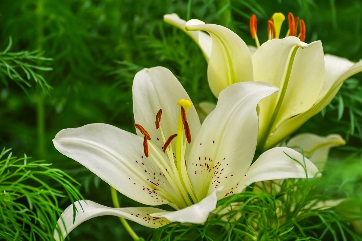 Лилии - Игорь Сикорский Лилии - Игорь Сикорский