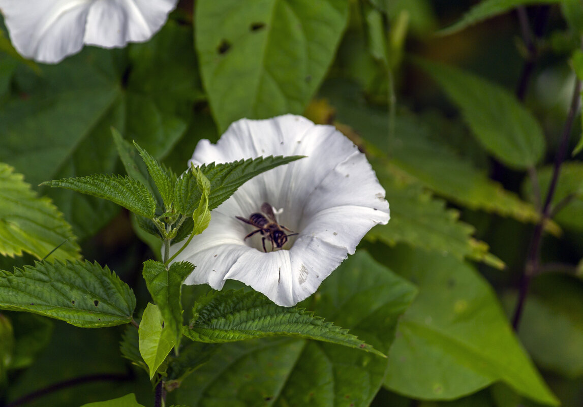Вьюнок и пчелка - Сергей Цветков