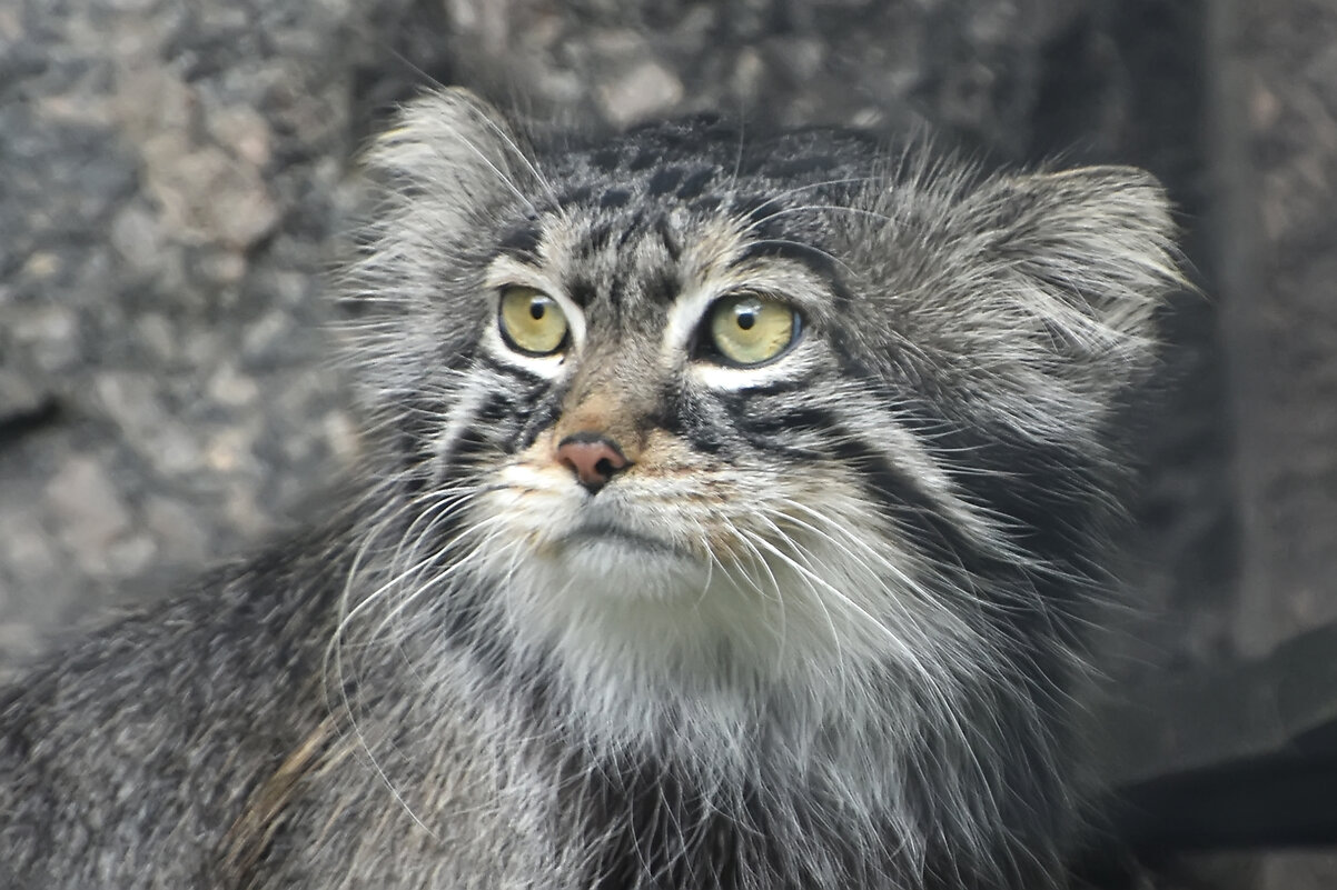 Московский Зоопарк. Манул. - Наташа *****