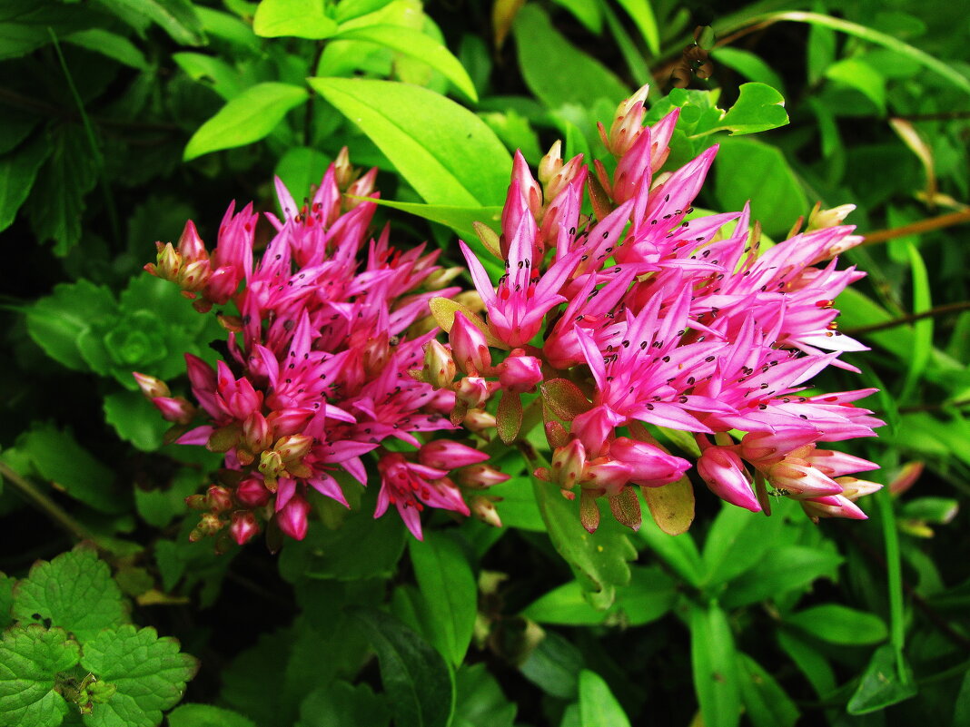 Очиток седум - Людмила Смородинская