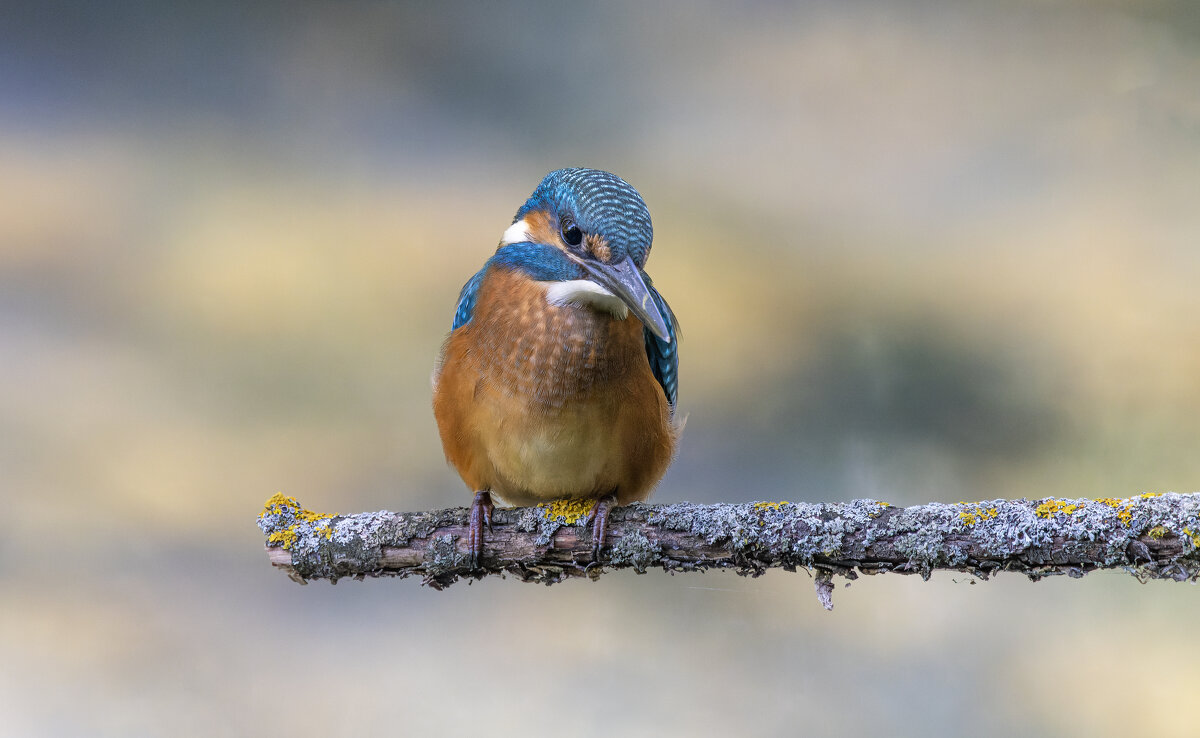 зимородок. - юрий макаров