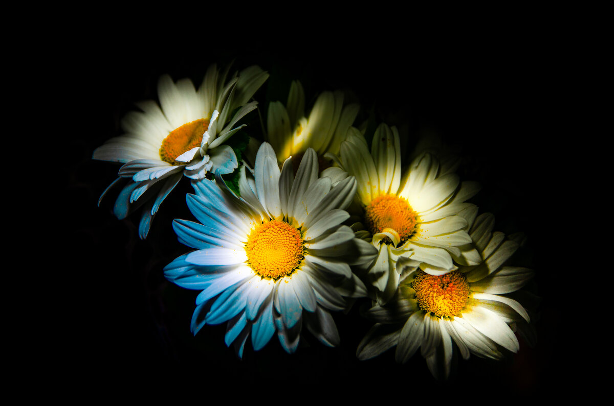 Ромашки - Sergey 