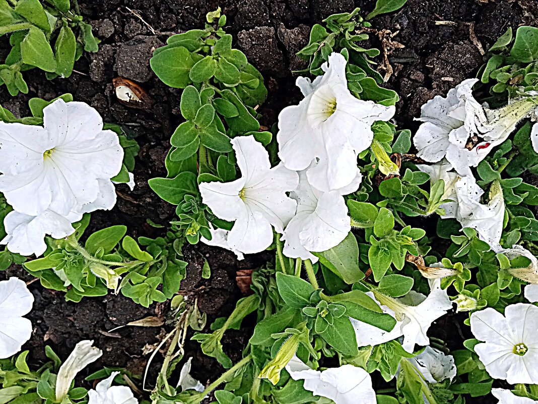 Цветы. - Владимир Драгунский