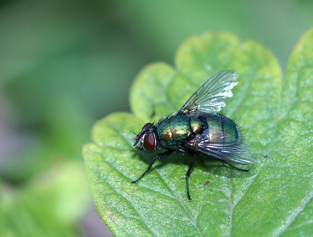 Утро, подруга ещё пассивна... - Андрей Катков Утро, подруга ещё пассивна... - Андрей Катков