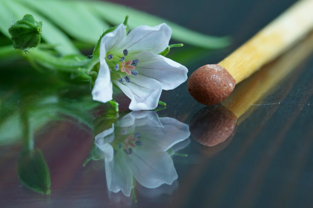 белый малыш... - Андрей Катков белый малыш... - Андрей Катков