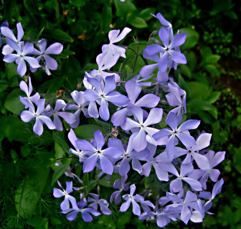 Летнее - Елена Семигина Летнее - Елена Семигина