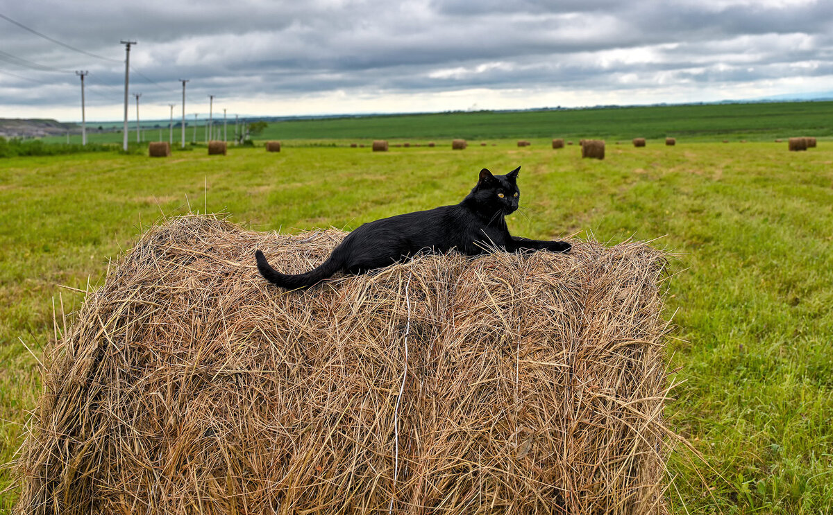 Уголёк на сенаже ... - Евгений Хвальчев