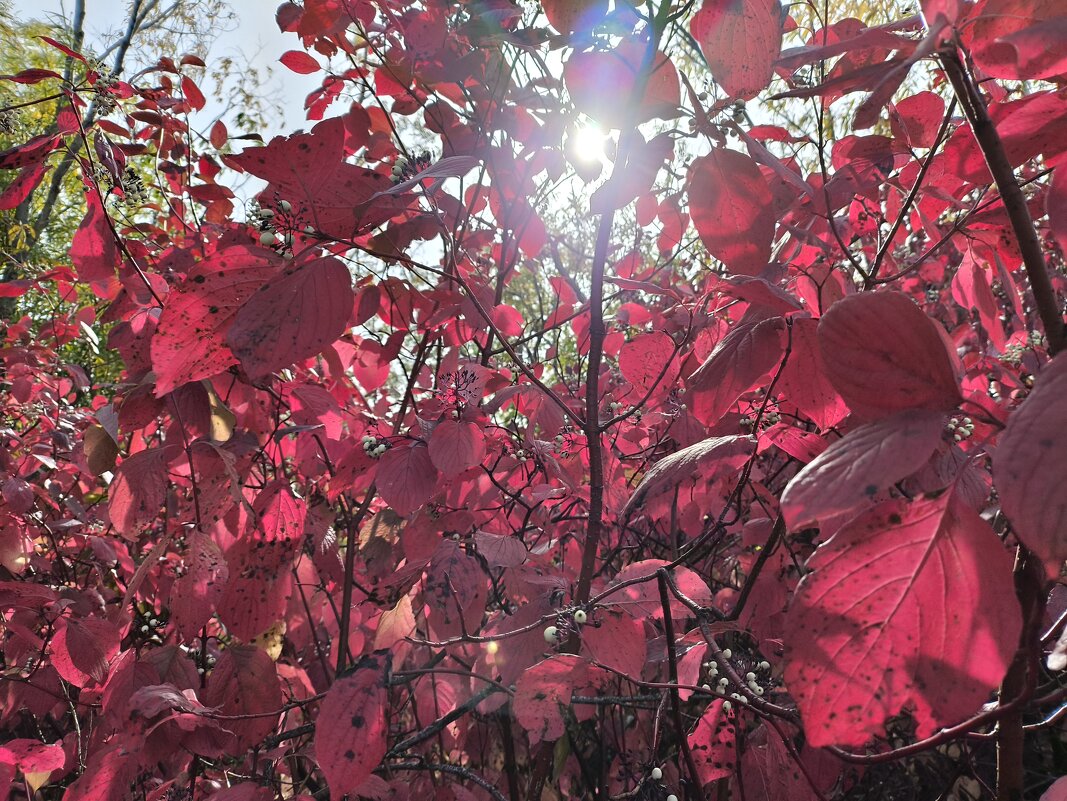 Дёрен всегда красив - Anna Ivanova