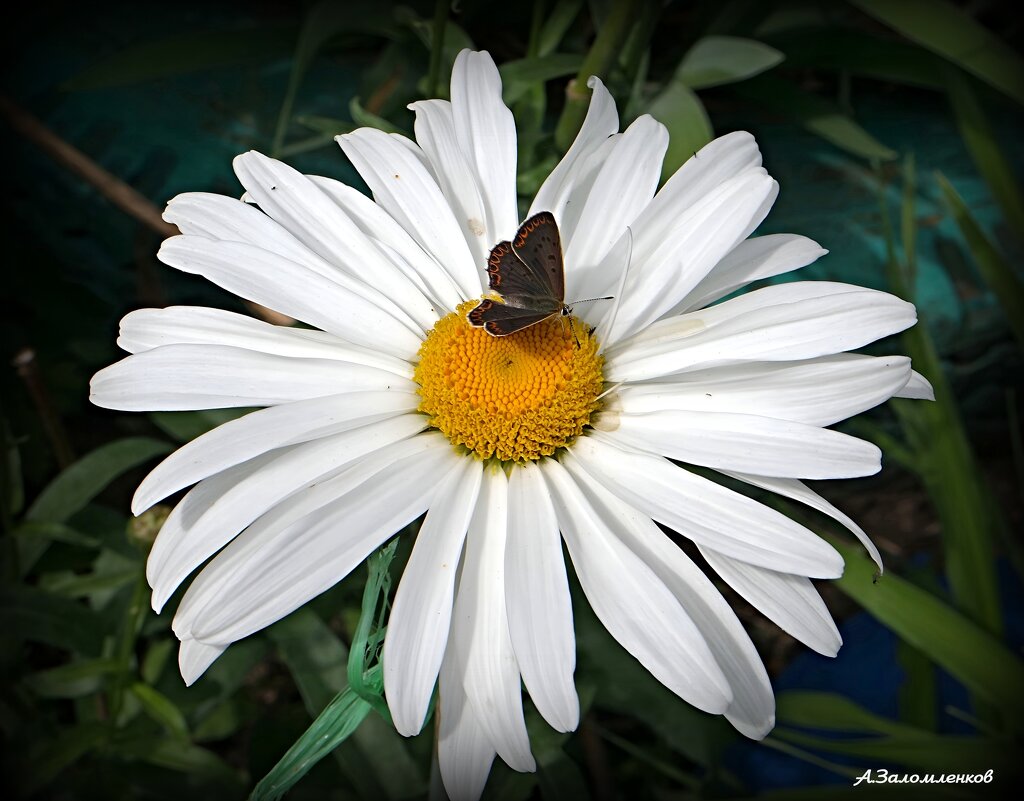 Погадаем на остаток лета... - Андрей Заломленков