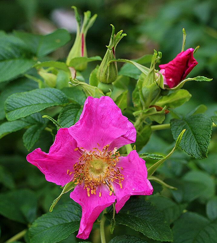 Шиповник - Светлана 